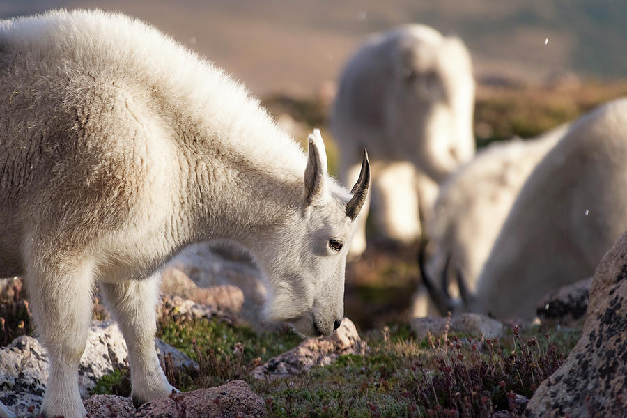 Goat Photograph - Grazing on Mount Evans by Cary Leppert