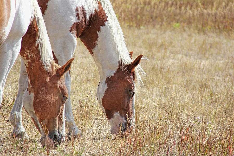 Grazing Paint Horses  Photograph by Jennie Marie Schell