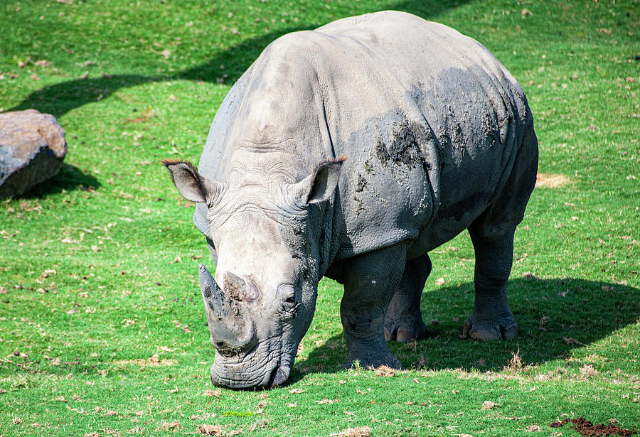 Grazing Rhino Photograph by Anthony Jones