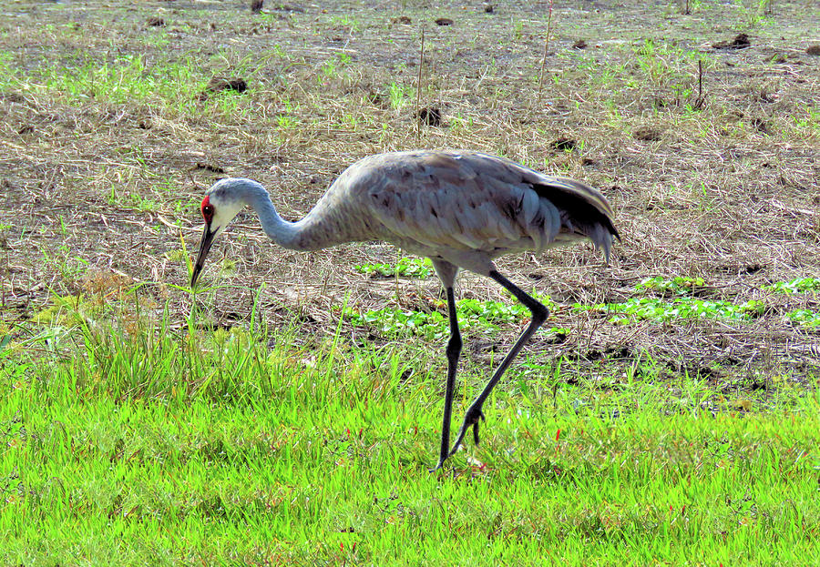 Bird Photograph - Grazing Sand Hill Crane by Rosalie Scanlon Bird Photograph - Grazing Sand Hill Crane by Rosalie Scanlon
