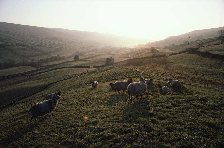 Grazing Sheep Photograph by Epics