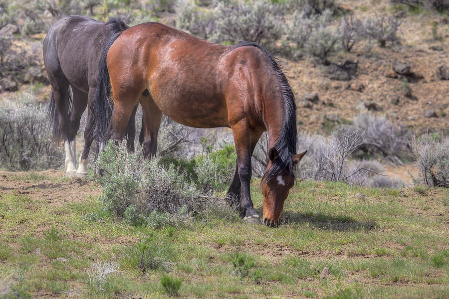 Grazing - South Steens Mustangs 01010 Photograph by Kristina Rinell