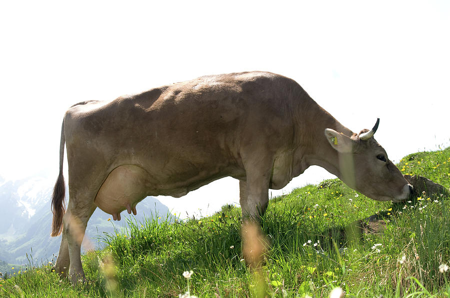 Grazing Swiss Cattle Photograph by Assalve