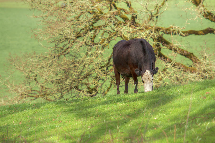 Grazing Under The Old Oak 0916 Photograph
