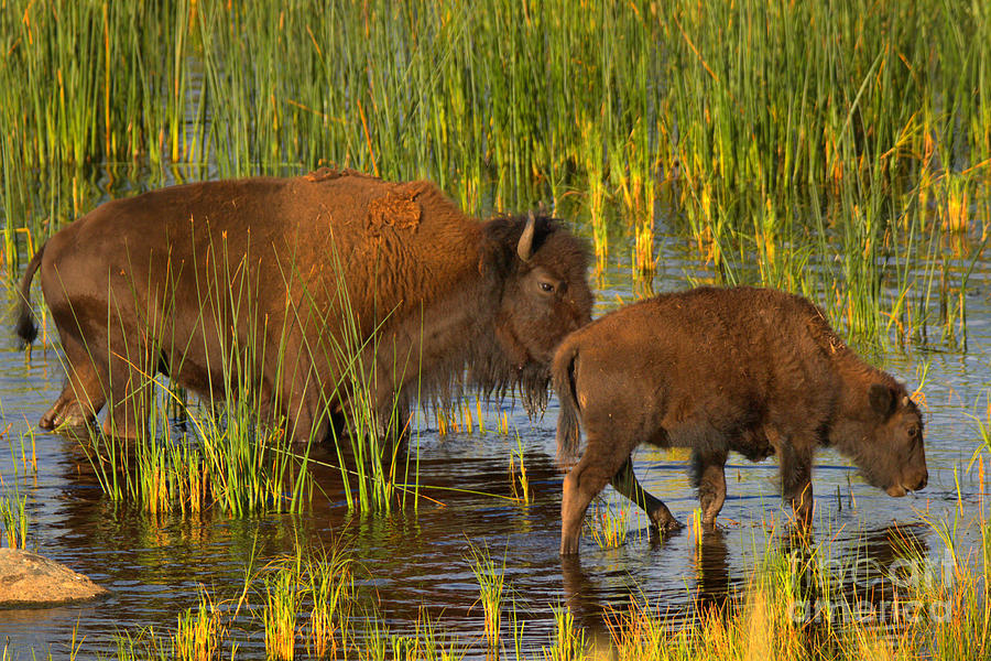 Grazing With Mom Photograph by Adam Jewell