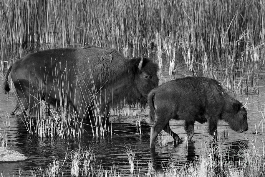 Grazing With Mom Black And White Photograph by Adam Jewell