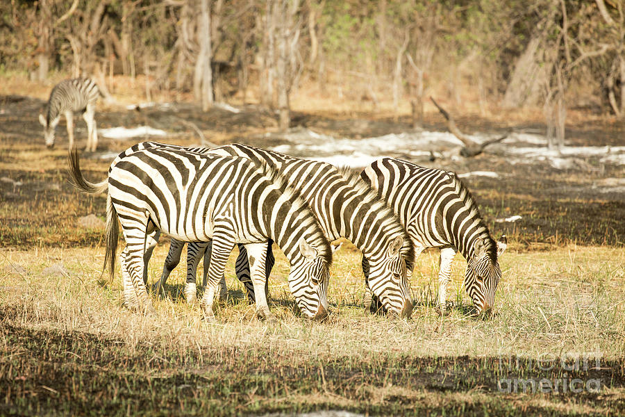 Grazing Zebras 1 Photograph by Timothy Hacker