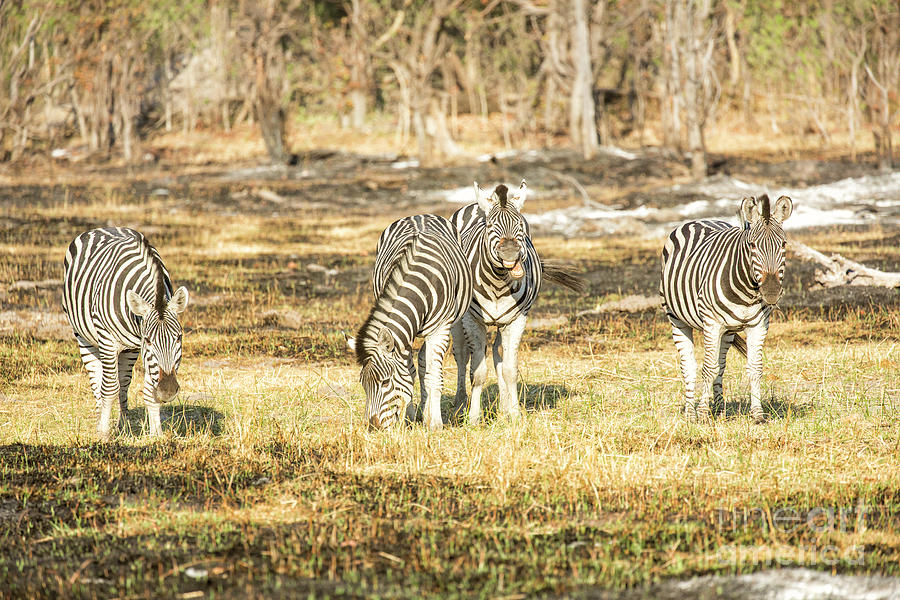 Grazing Zebras 2 Photograph by Timothy Hacker