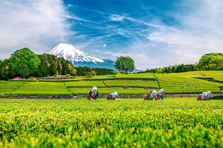 Grean Tea Field Festival In Front Of Mt. Fuji Photograph by Yuzo Fujii