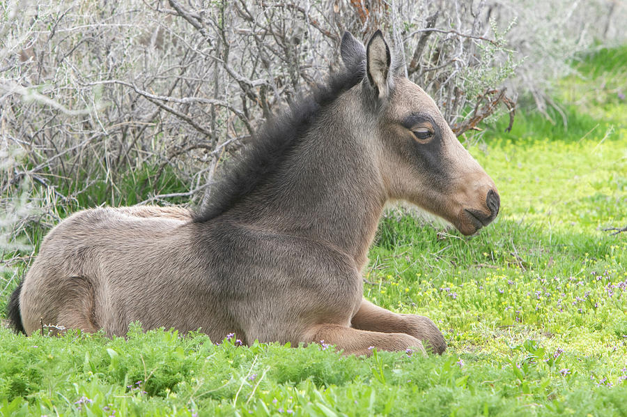 Greasewood Colt Photograph by Kent Keller