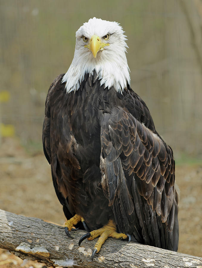 Great Bald Eagle Photograph by Michelle Halsey