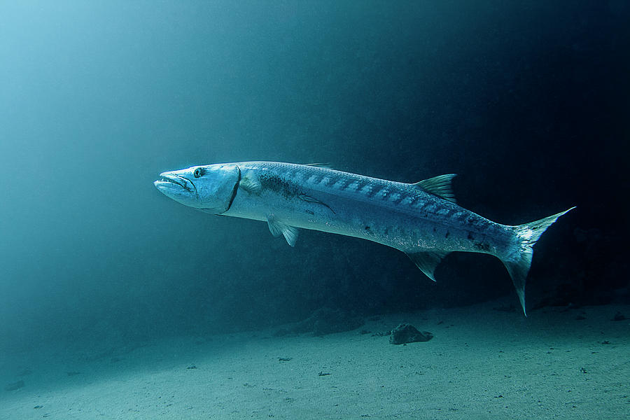 Great Barracuda Photograph by Lea Lee