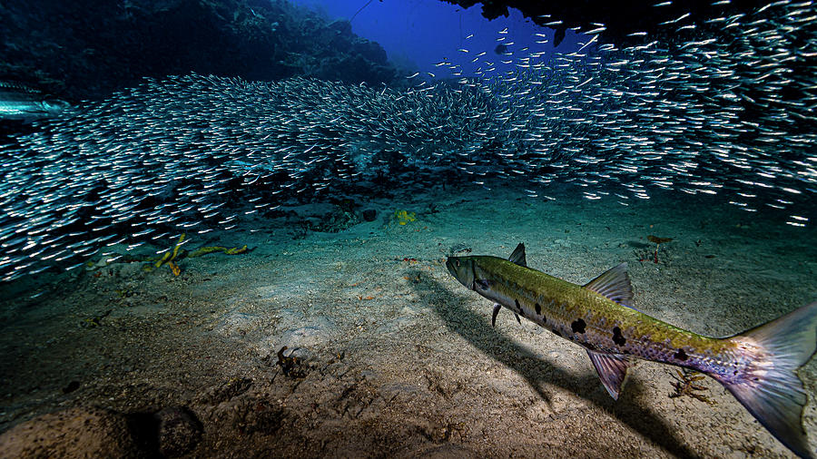 Great Barracuda Sphyraena Barracuda Photograph by Bruce Shafer