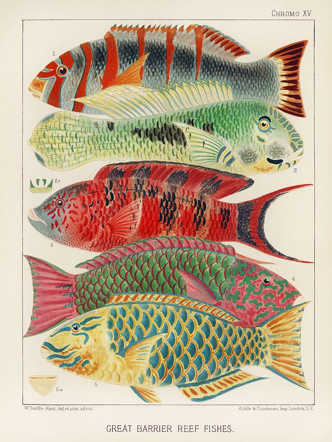 Nature Painting - Great Barrier Reef Fishes from The Great Barrier Reef of Australia  1893 by William Saville-Kent  1 by Celestial Images