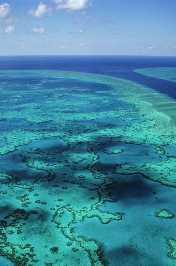 Great Barrier Reef Photograph by Tammy616