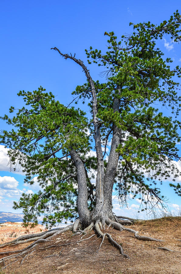 Great Basin Bristlecone Pine Photograph by Douglas Wielfaert