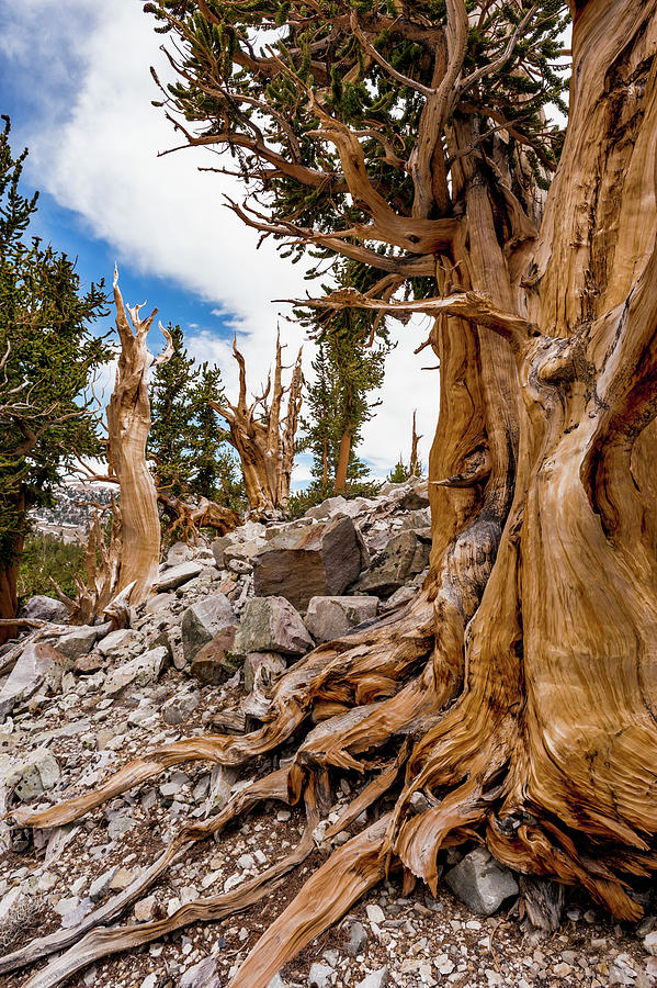 Great Basin Bristlecone Pine Photograph by Jeff Foott