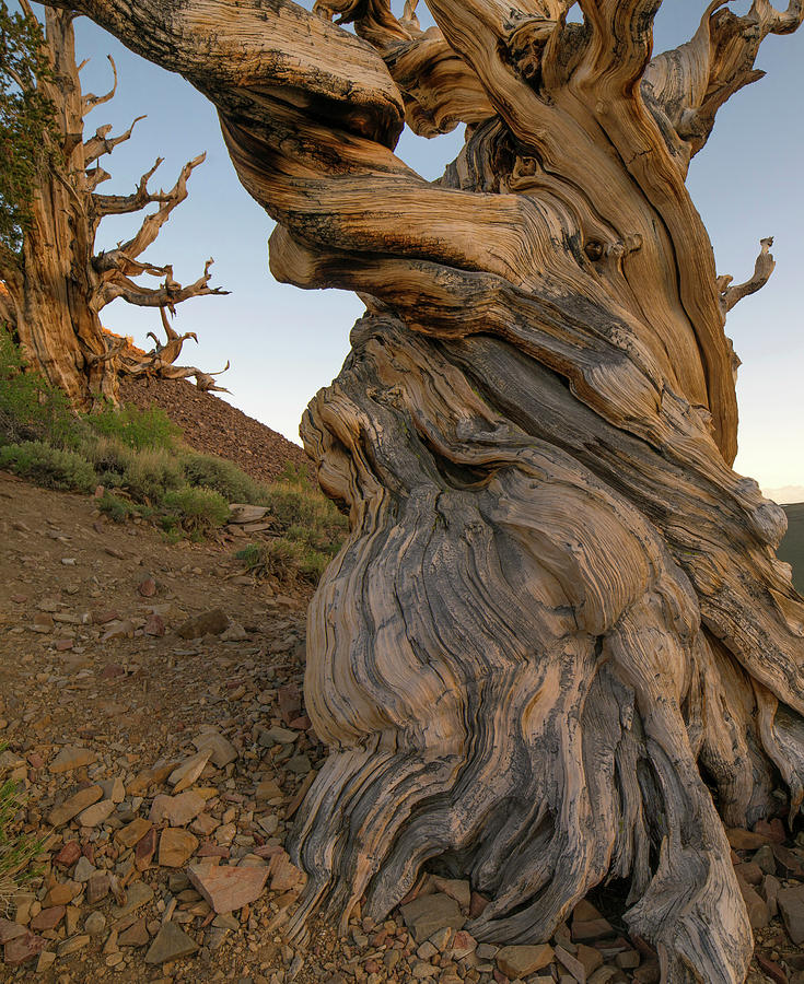 Great Basin Bristlecone Pines, Inyo National Forest, California Photograph by Tim Fitzharris
