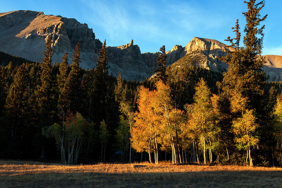 Great Basin National Park Aspens Photograph by Rick Pisio