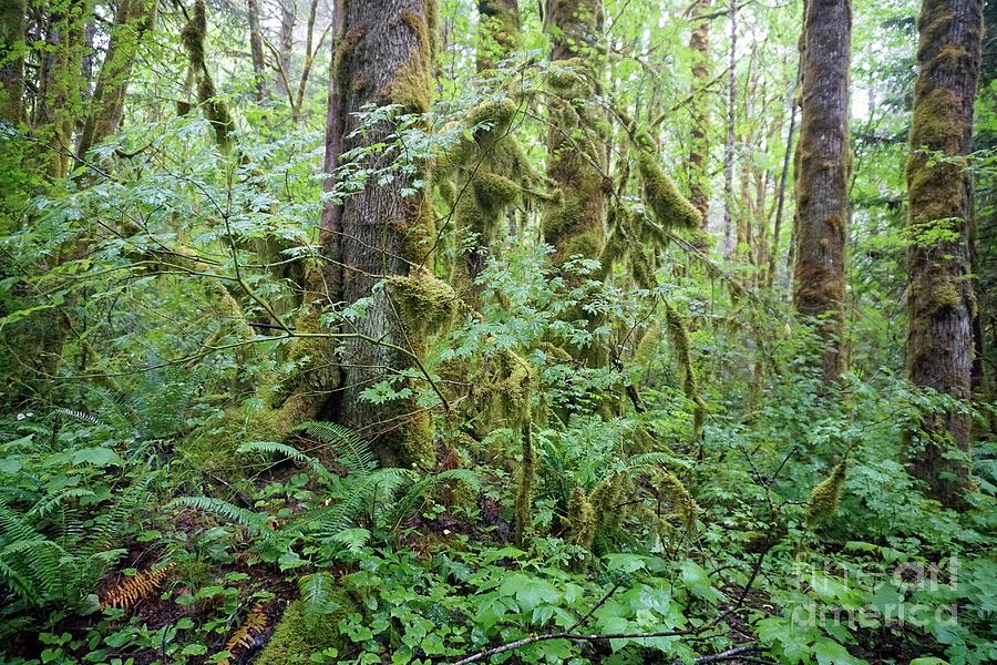 Great Bear Rainforest Photograph by Tony Craddock/science Photo Library