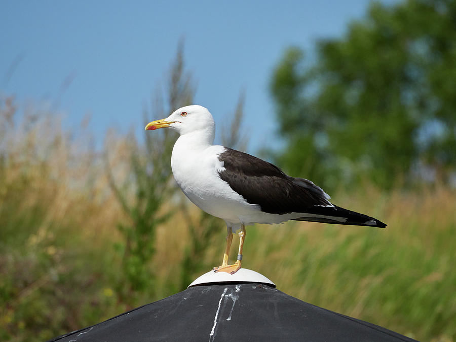 Great Black-backed Gull Found The Top Place Photograph