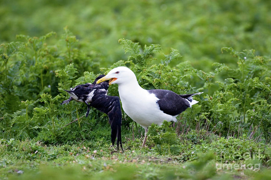 Great Black Backed Gull Photograph by John Devries/science Photo ...