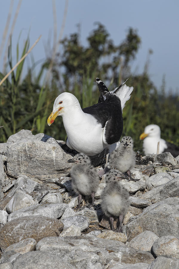Great Black-backed Gulls Photograph by James Zipp