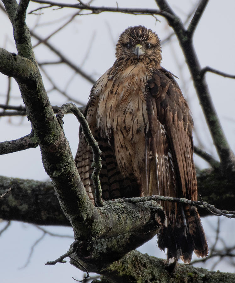 Great Black Hawk stare Photograph by Hershey Art Images - Fine Art America