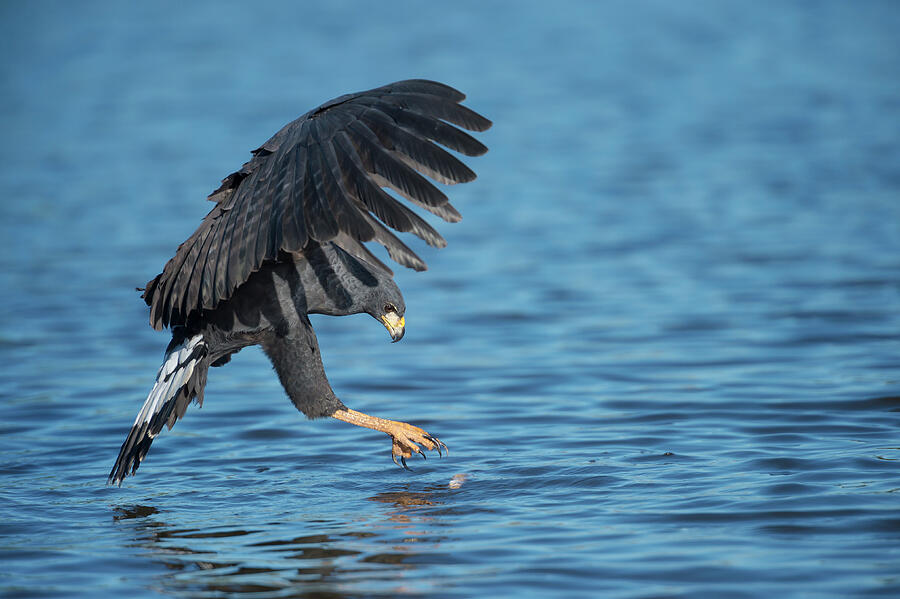 Bird Photograph - Great Black Hawk Trying Pick Up A Small Piece Of Debris by Wim Van Den Heever / Naturepl.com