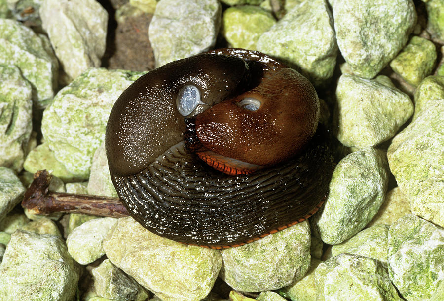 Great Black Slugs Photograph by Martyn F. Chillmaid/science Photo Library