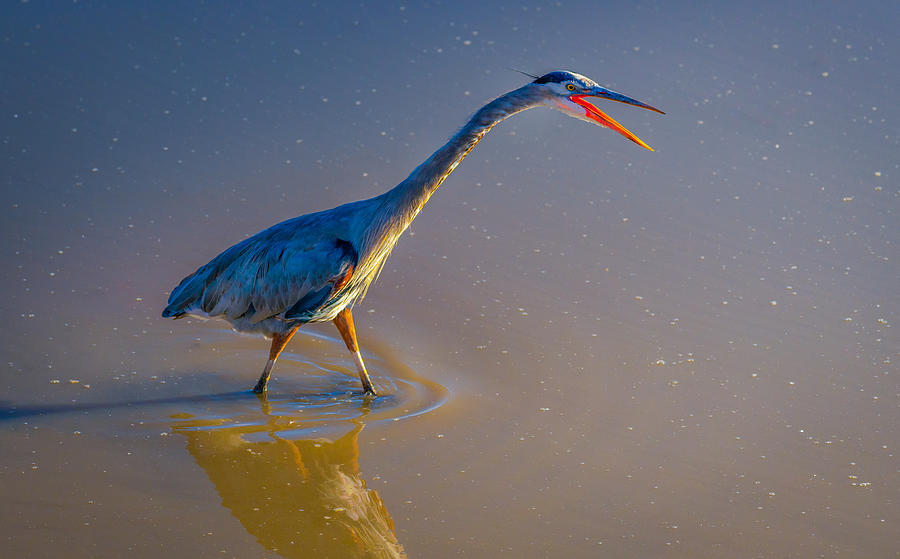 Great Blue At Bosque Photograph by Ed Esposito