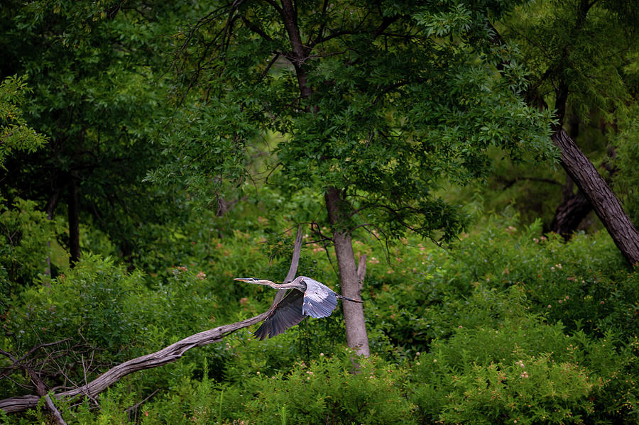 Great Blue Heron Inflight Photograph by Jeff Phillippi