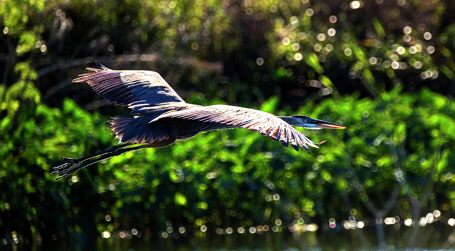 Great Blue Escape by Kevin Banker Great Blue Escape by Kevin Banker