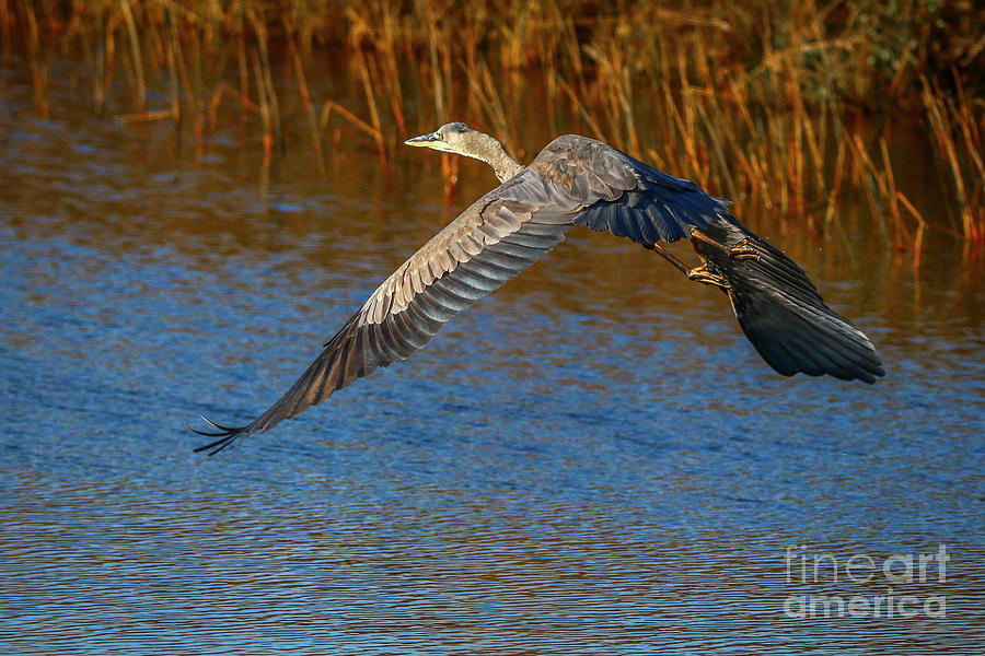 Great Blue Fly Away by Tom Claud Great Blue Fly Away by Tom Claud
