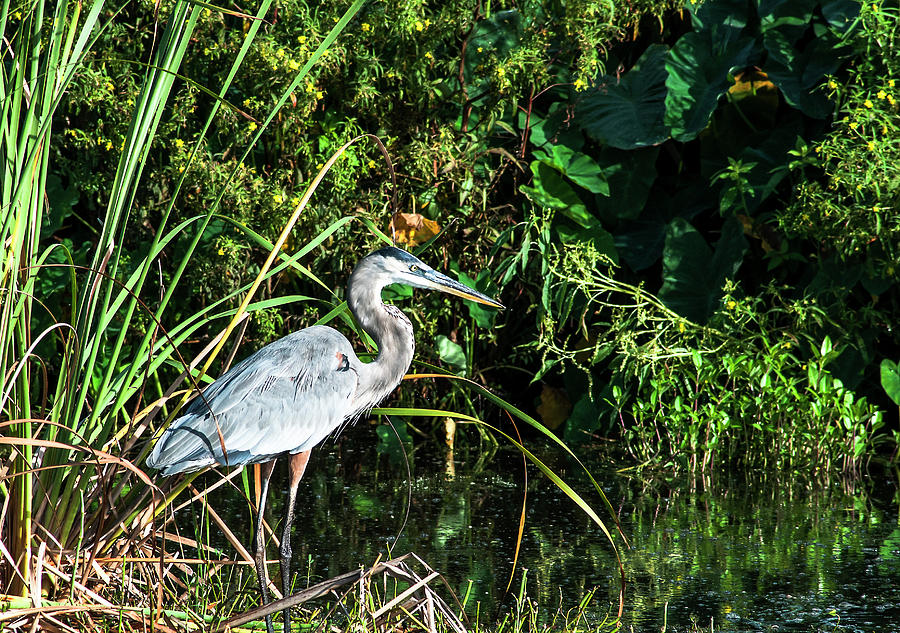 Great Blue Foraging Photograph