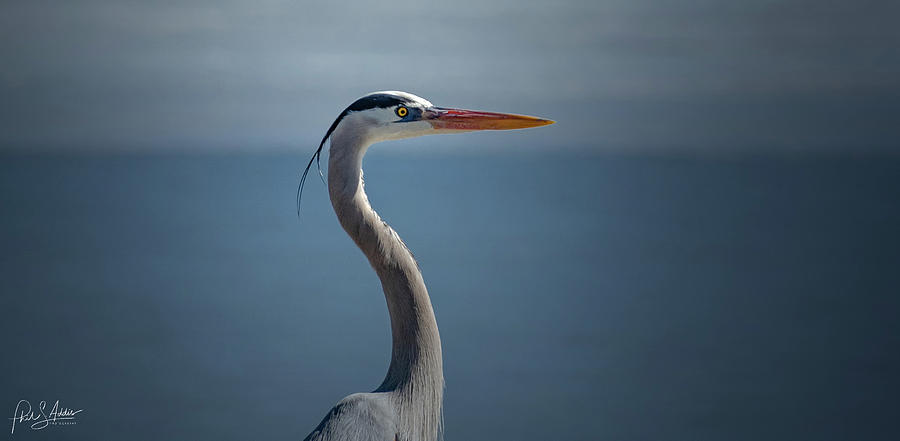 Great Blue Heron 2 Photograph by Phil S Addis