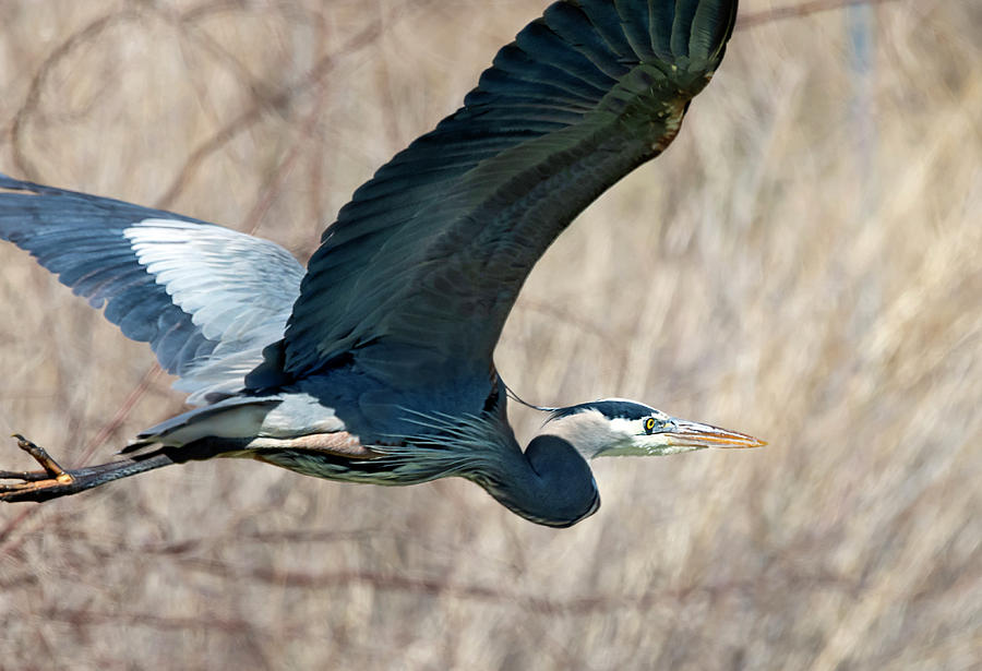 Great Blue Heron 2 Photograph by Rick Mosher