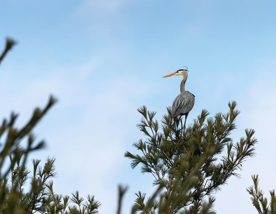 Great Blue Heron 2019-1 Photograph by Thomas Young
