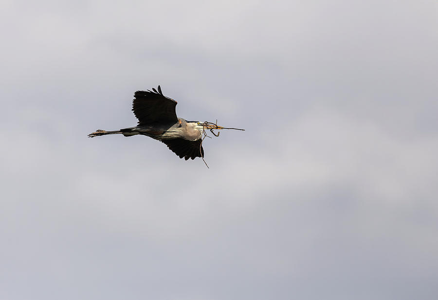 Heron Photograph - Great Blue Heron 2019-10 by Thomas Young