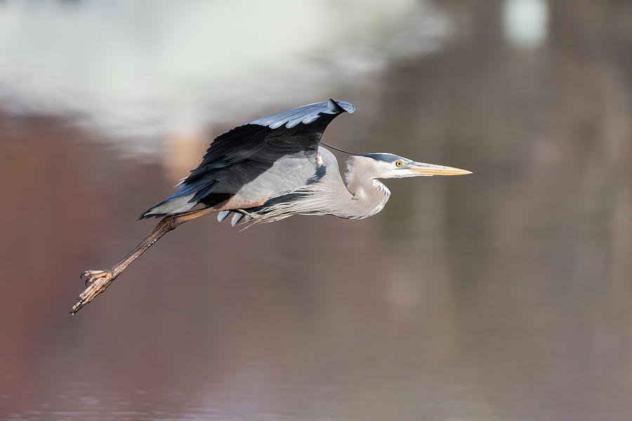 Great Blue Heron 2019-11 Photograph by Thomas Young