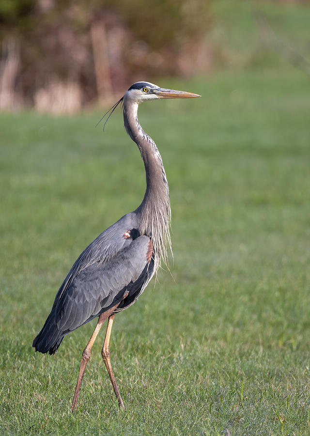 Great Blue Heron 2019-12 Photograph by Thomas Young