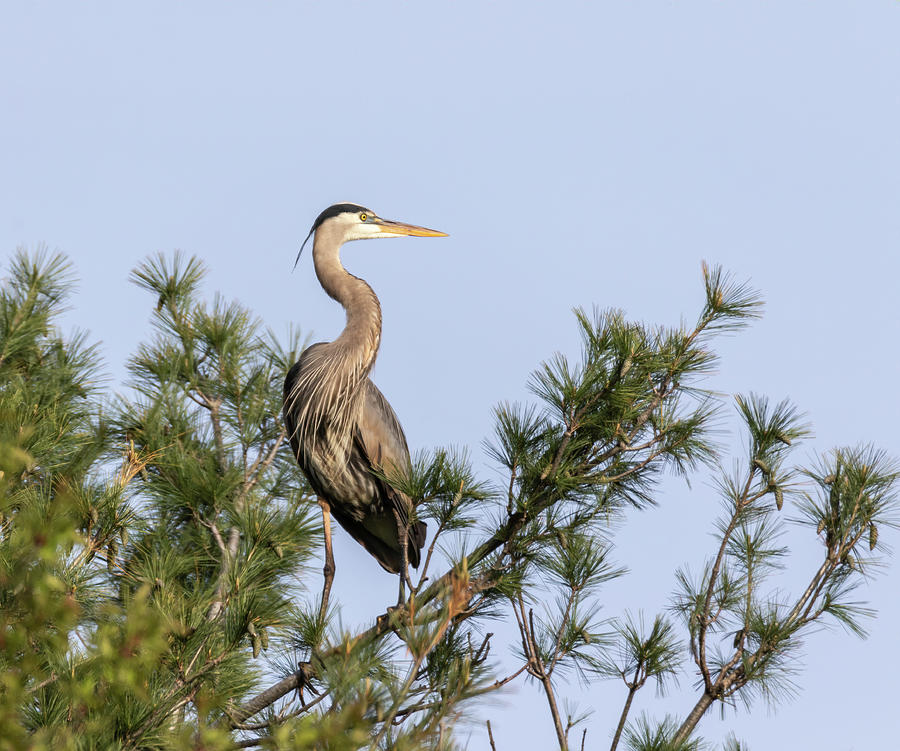Great Blue Heron 2019-13 Photograph by Thomas Young