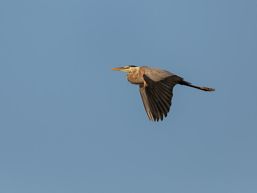 Great Blue Heron 2019-14 Photograph by Thomas Young