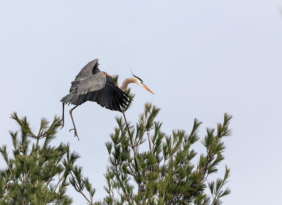 Great Blue Heron 2019-3 Photograph by Thomas Young
