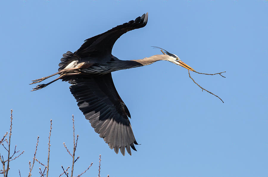 Nature Photograph - Great Blue Heron 2019-4 by Thomas Young