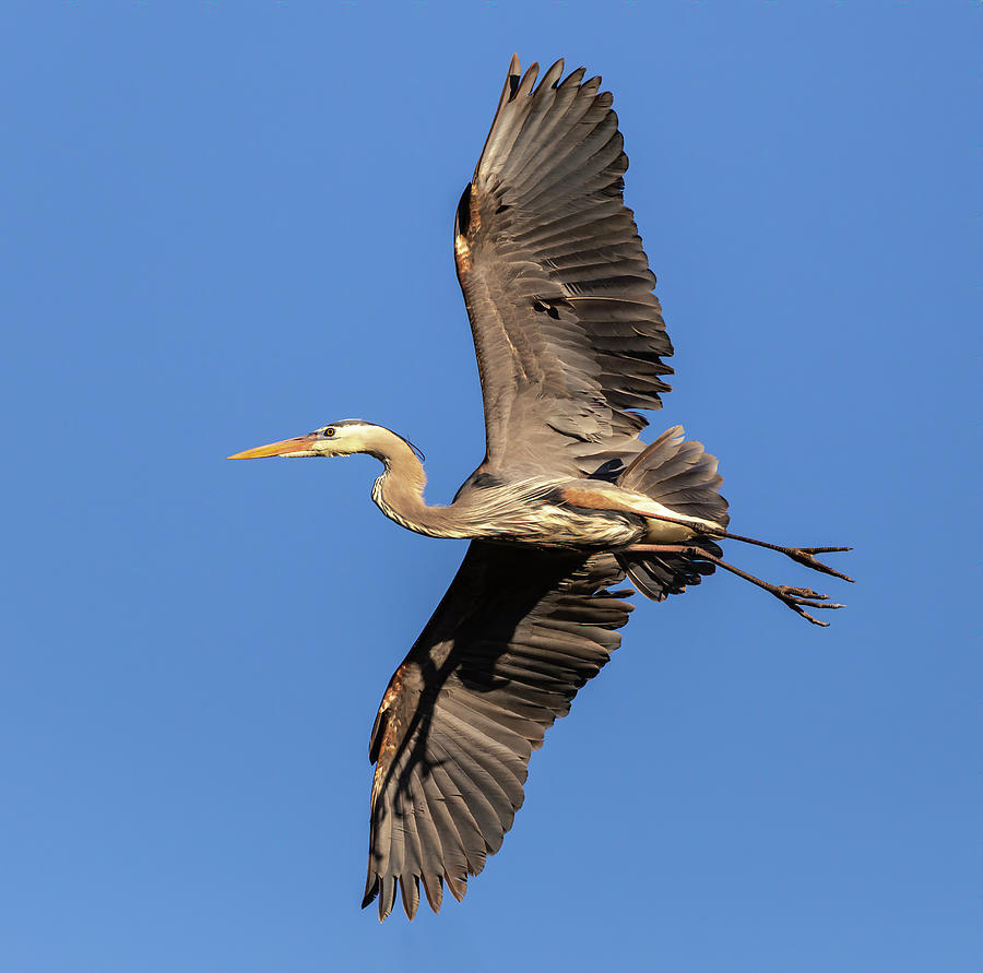 Great Blue Heron 2019-6 Photograph by Thomas Young