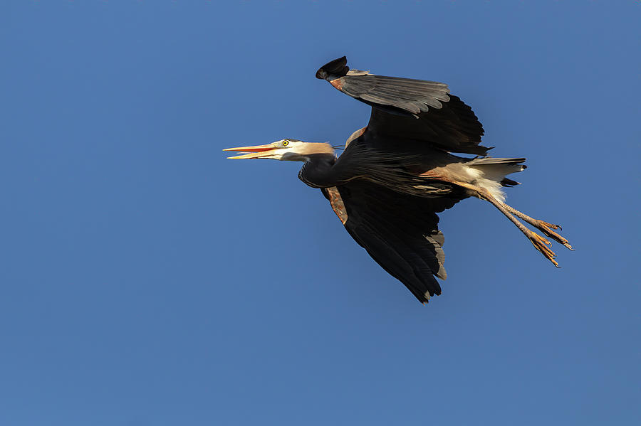 Great Blue Heron 2019-7 Photograph by Thomas Young