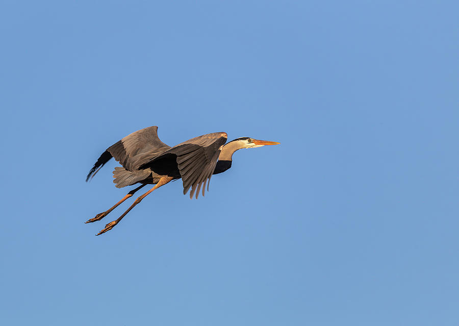 Great Blue Heron 2019-8 Photograph by Thomas Young