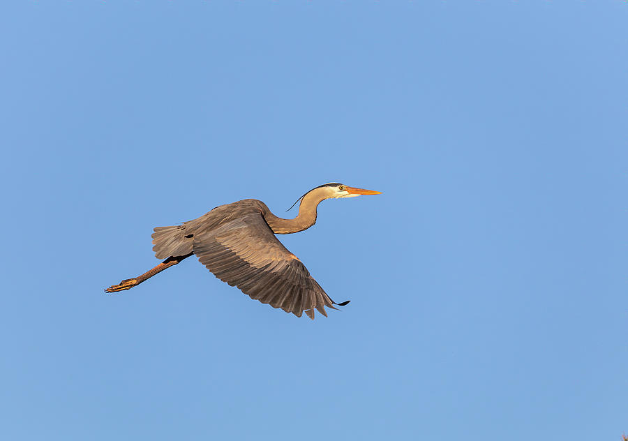 Great Blue Heron 2019-9 Photograph by Thomas Young