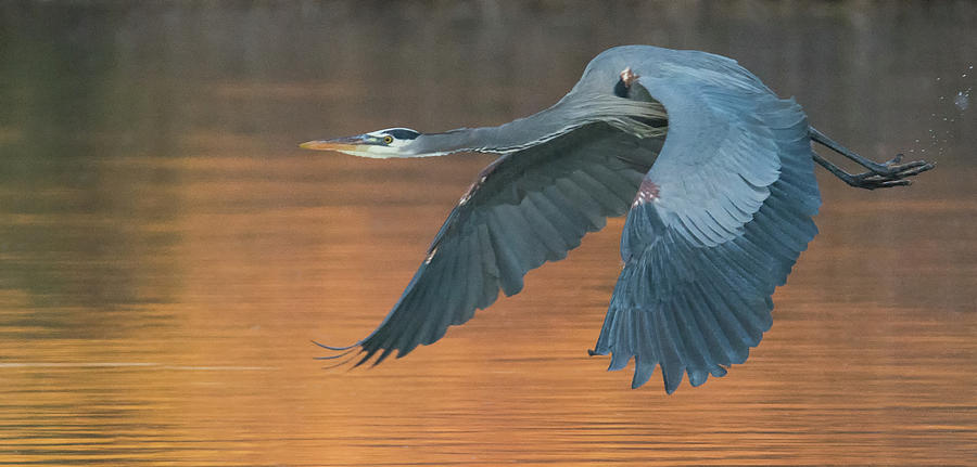 Great Blue Heron 2487-012219 Photograph by Tam Ryan